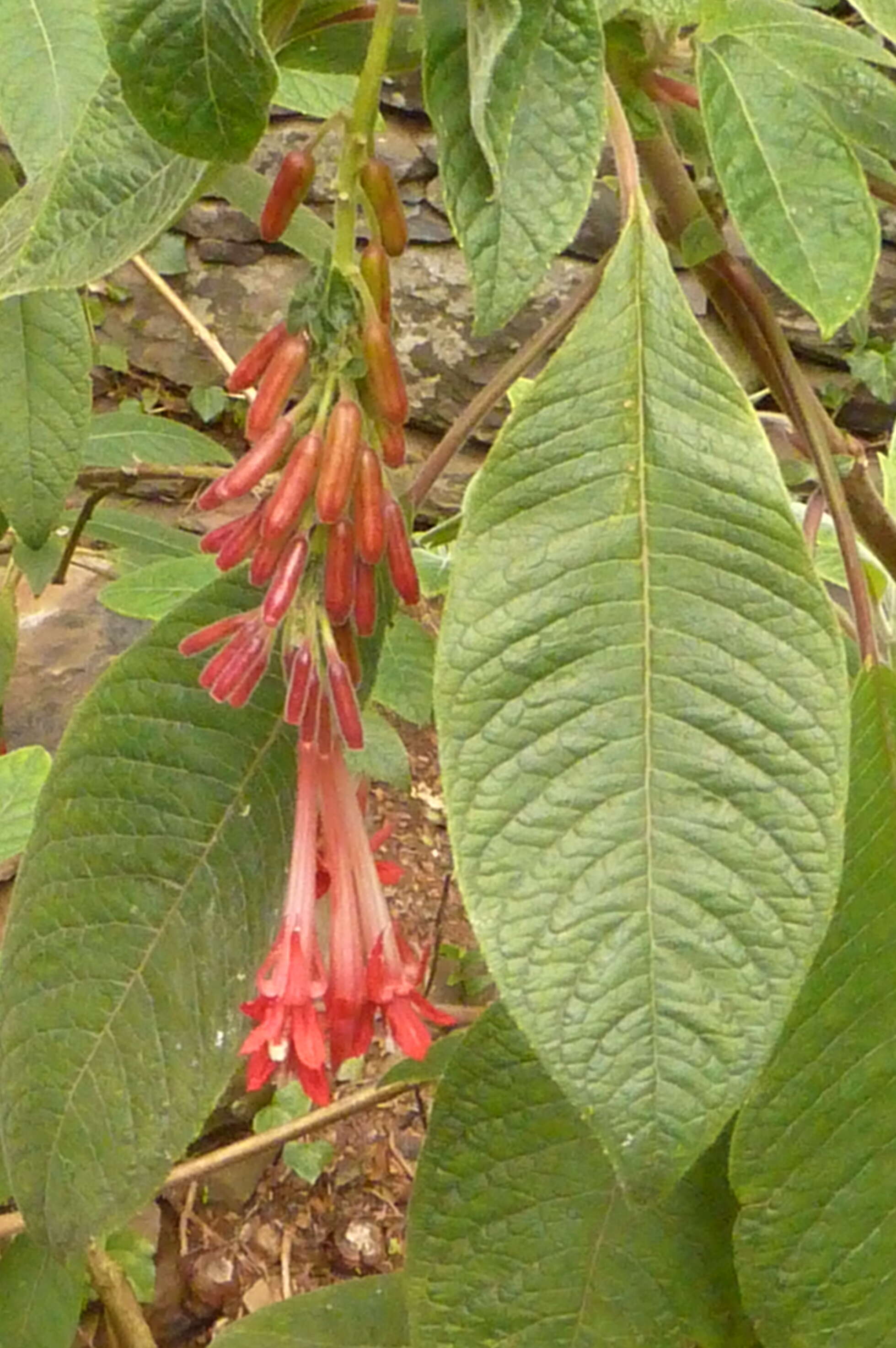 Image of Fuchsia corymbiflora Ruiz & Pav.