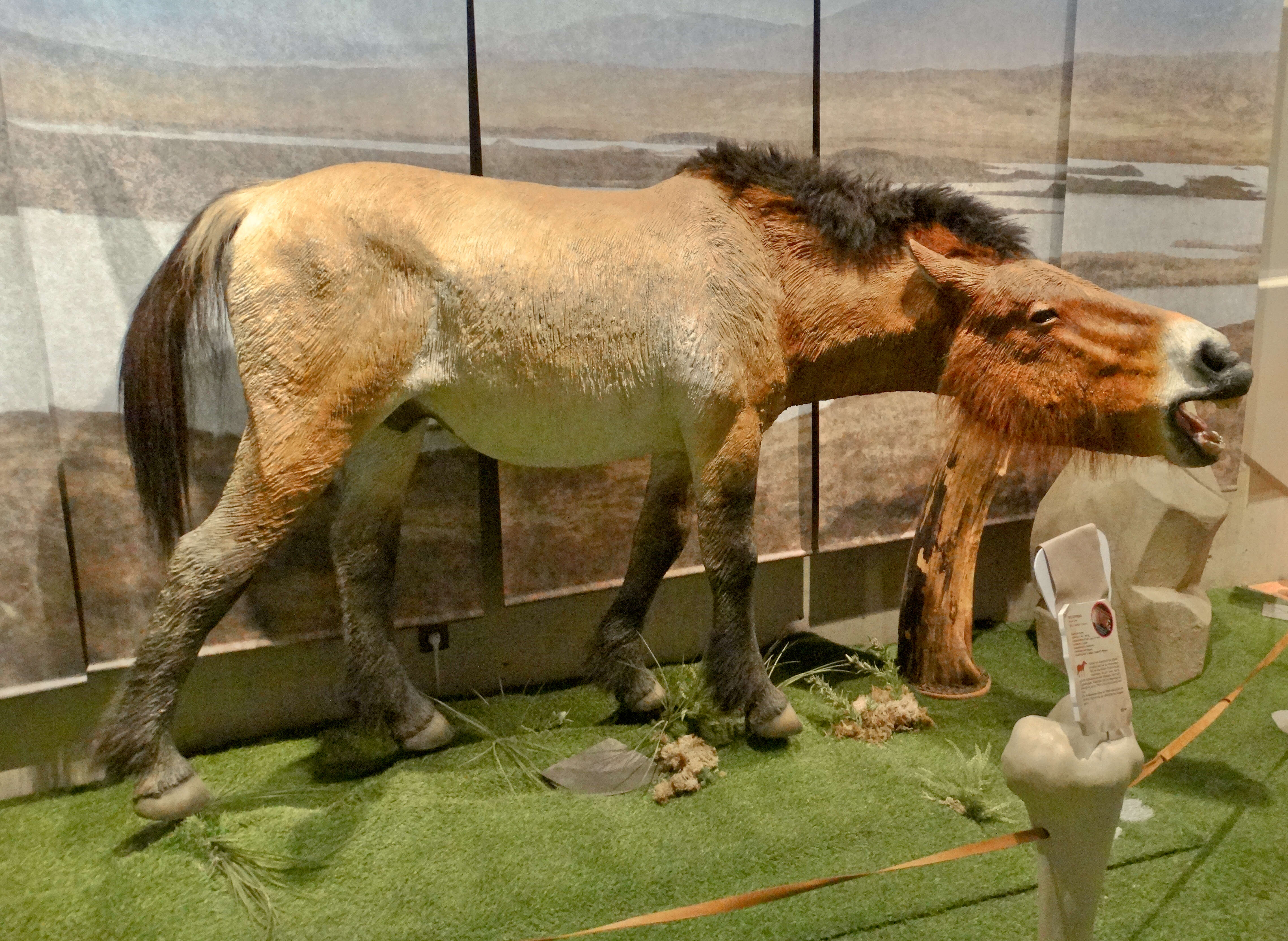 Image of Asian Wild Horse