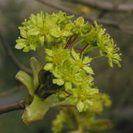 Image of Norway Maple