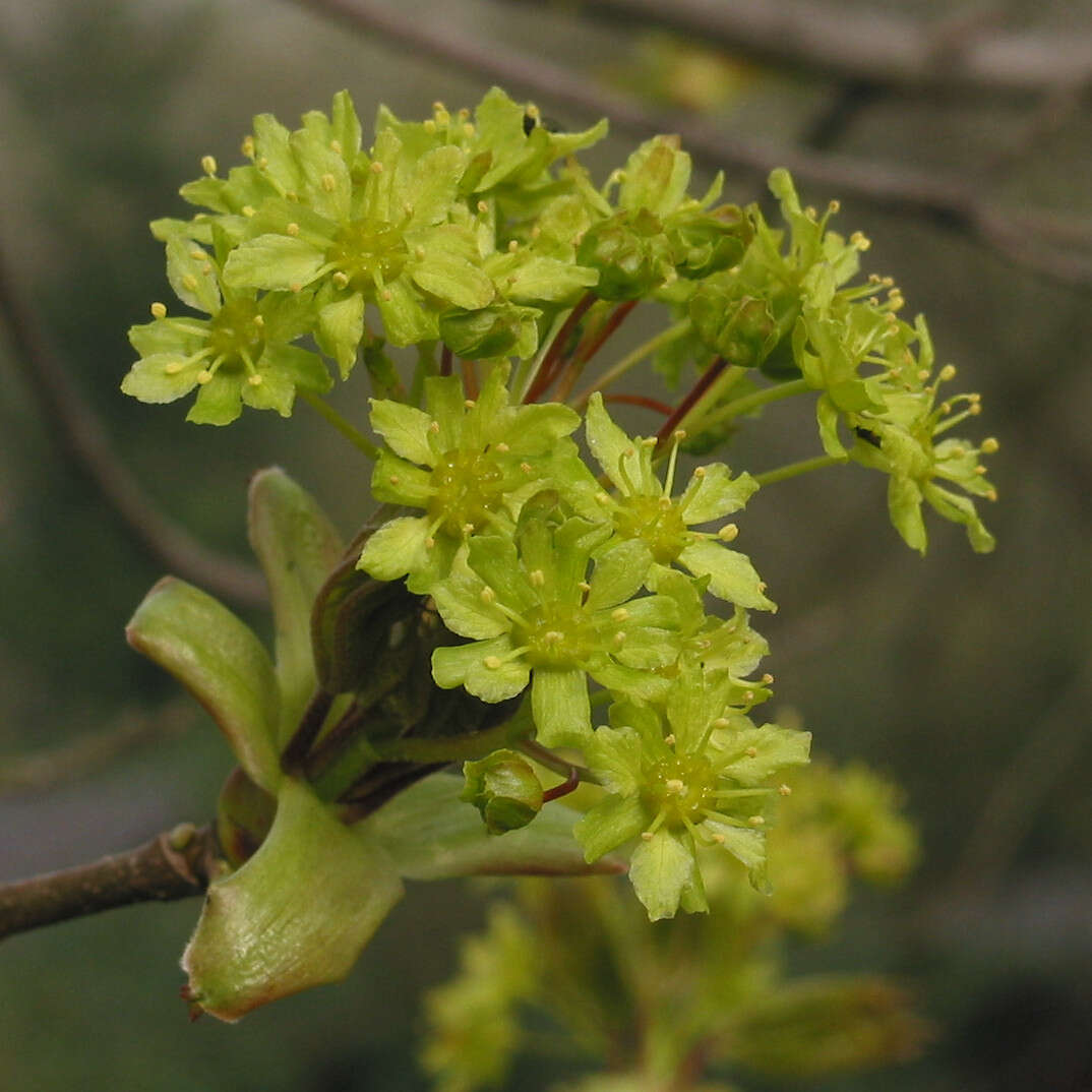 Image of Norway Maple