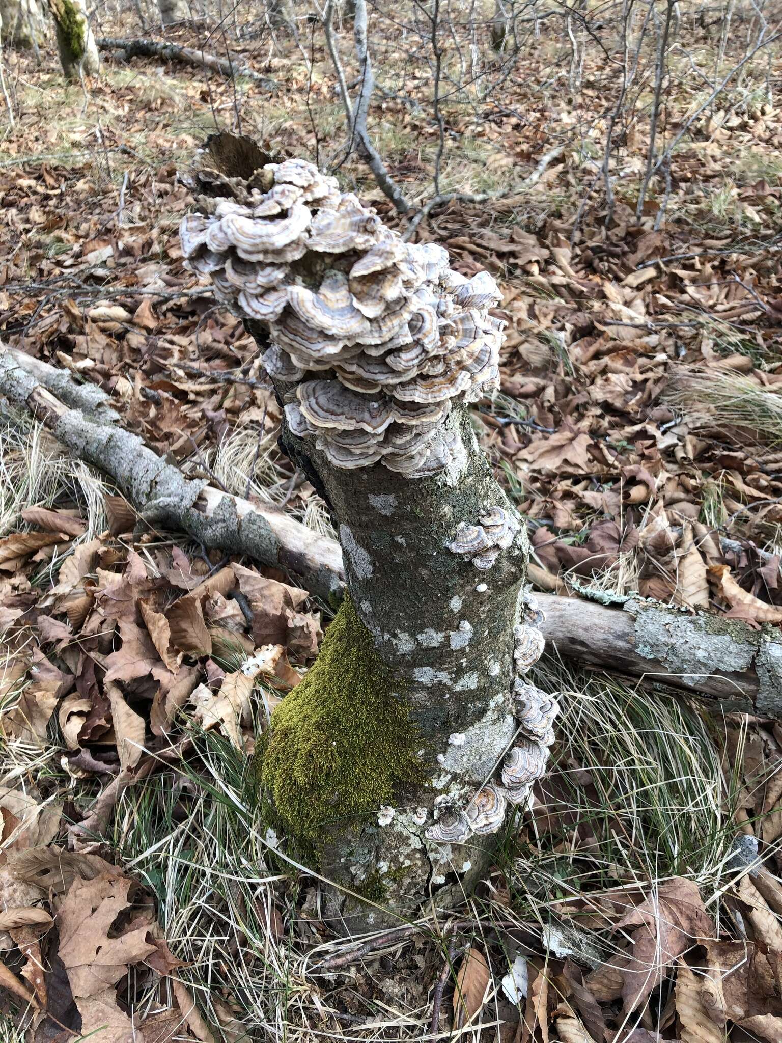 Image of Turkey Tail