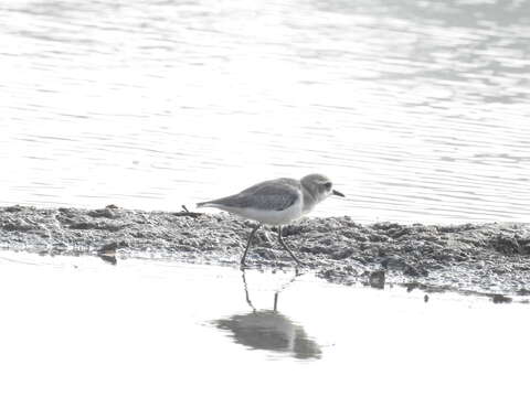 Image of Lesser Sand Plover