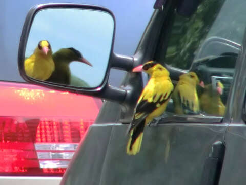 Image of Black-naped Oriole