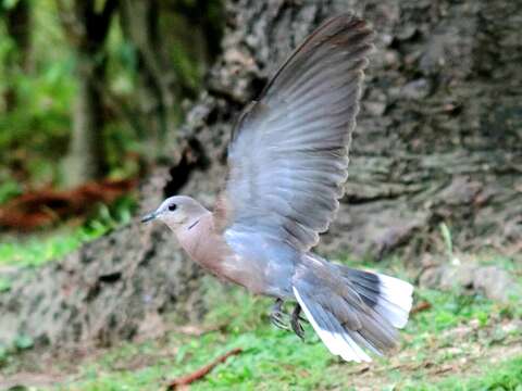 Image of Red Collared Dove