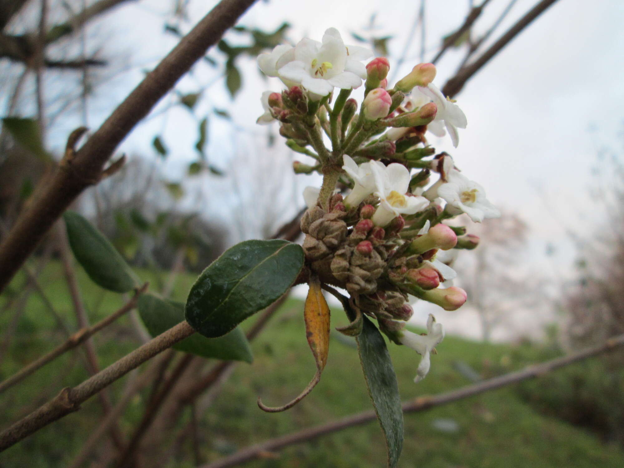 Sivun Viburnum × bodnantense kuva