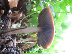 Image of Leratiomyces ceres (Cooke & Massee) Spooner & Bridge 2008