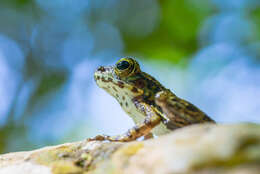 Image of Peninsular Torrentfrog