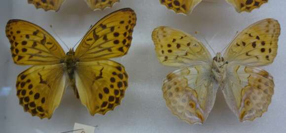 Image of Argynnis sagana