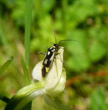 Image of Grypocoris stysi (Wagner 1968)