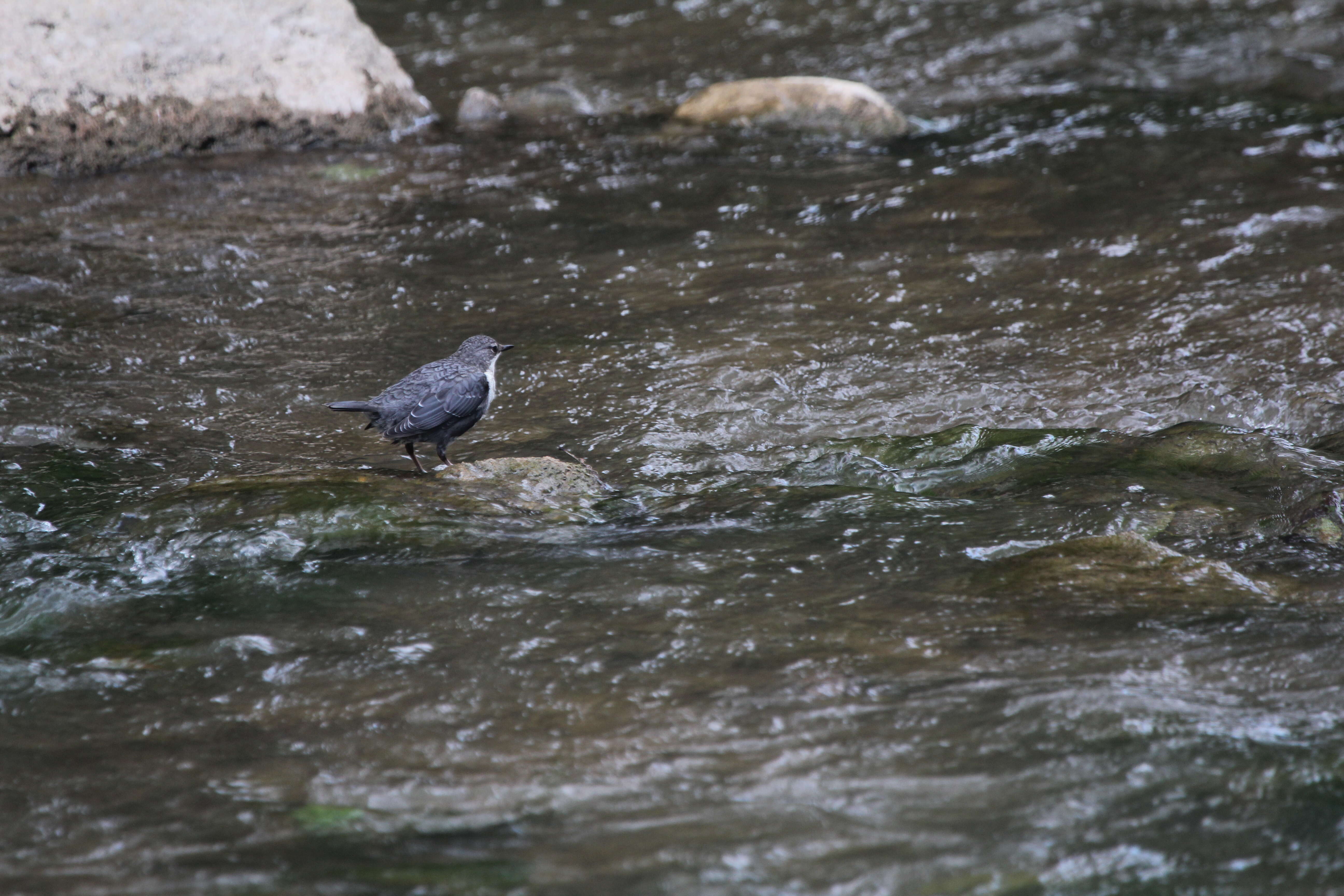 Image of Dipper