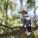 Image of Kashmir Nutcracker