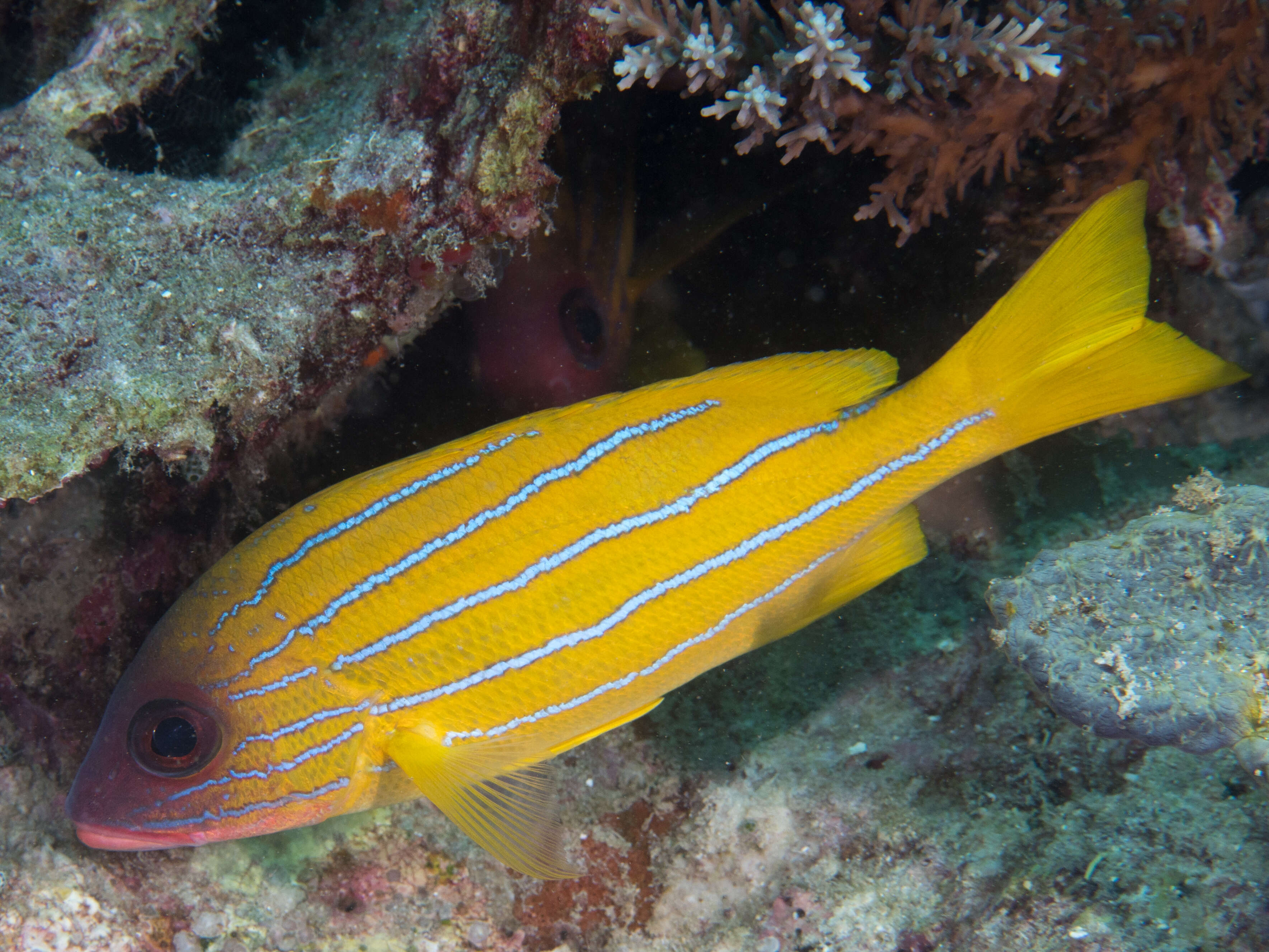 Image of Five-lined snapper