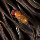 Image of Drosophila neotestacea Grimaldi, James & Jaenike 1992