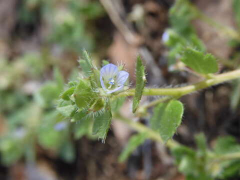 Image of ivy-leaved speedwell