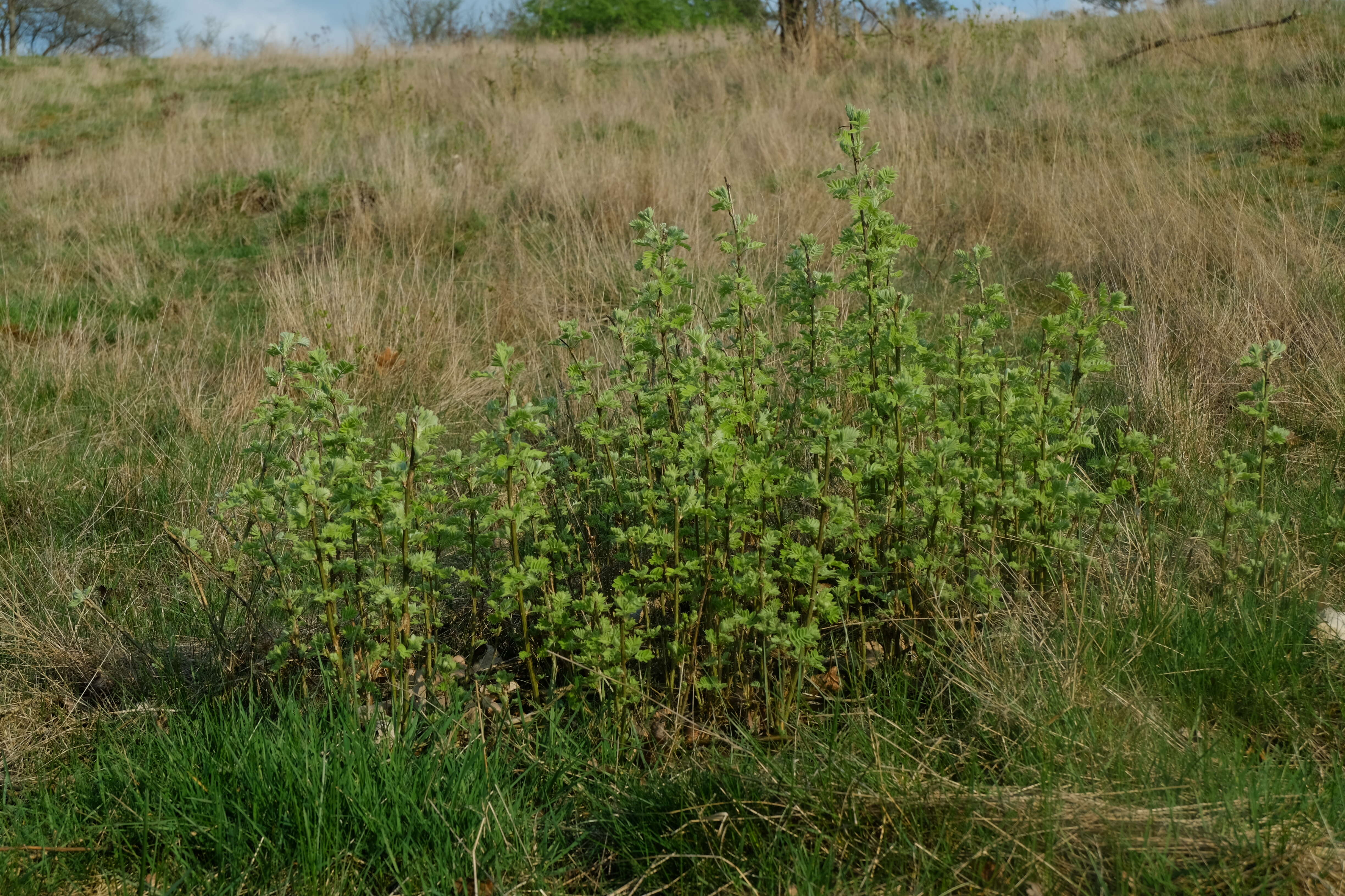 Image of Siberian peashrub