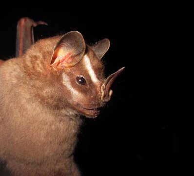 Image of Great Stripe-faced Bat