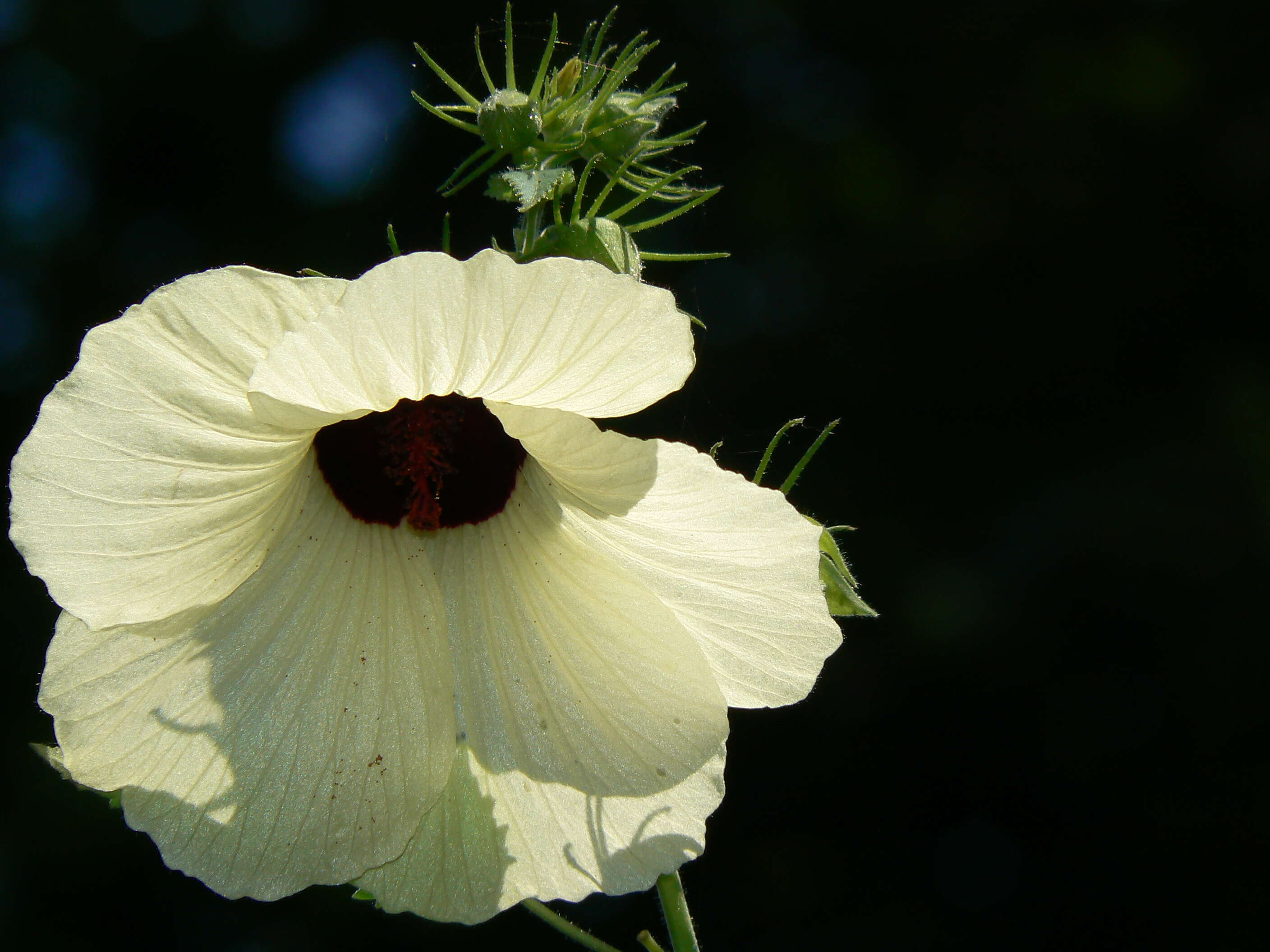 Hibiscus vitifolius L.的圖片