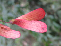 Image of Hopea ponga (Dennst.) D. J. Mabberley