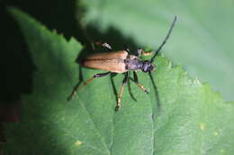 Image of Stictoleptura (Aredolpona) rubra (Linné 1758)