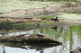 Image of Smooth Softshell Turtle
