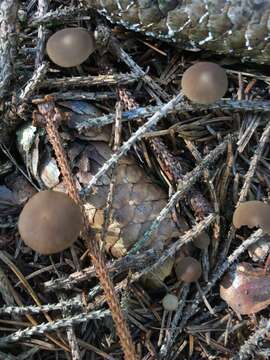 Image of sprucecone cap