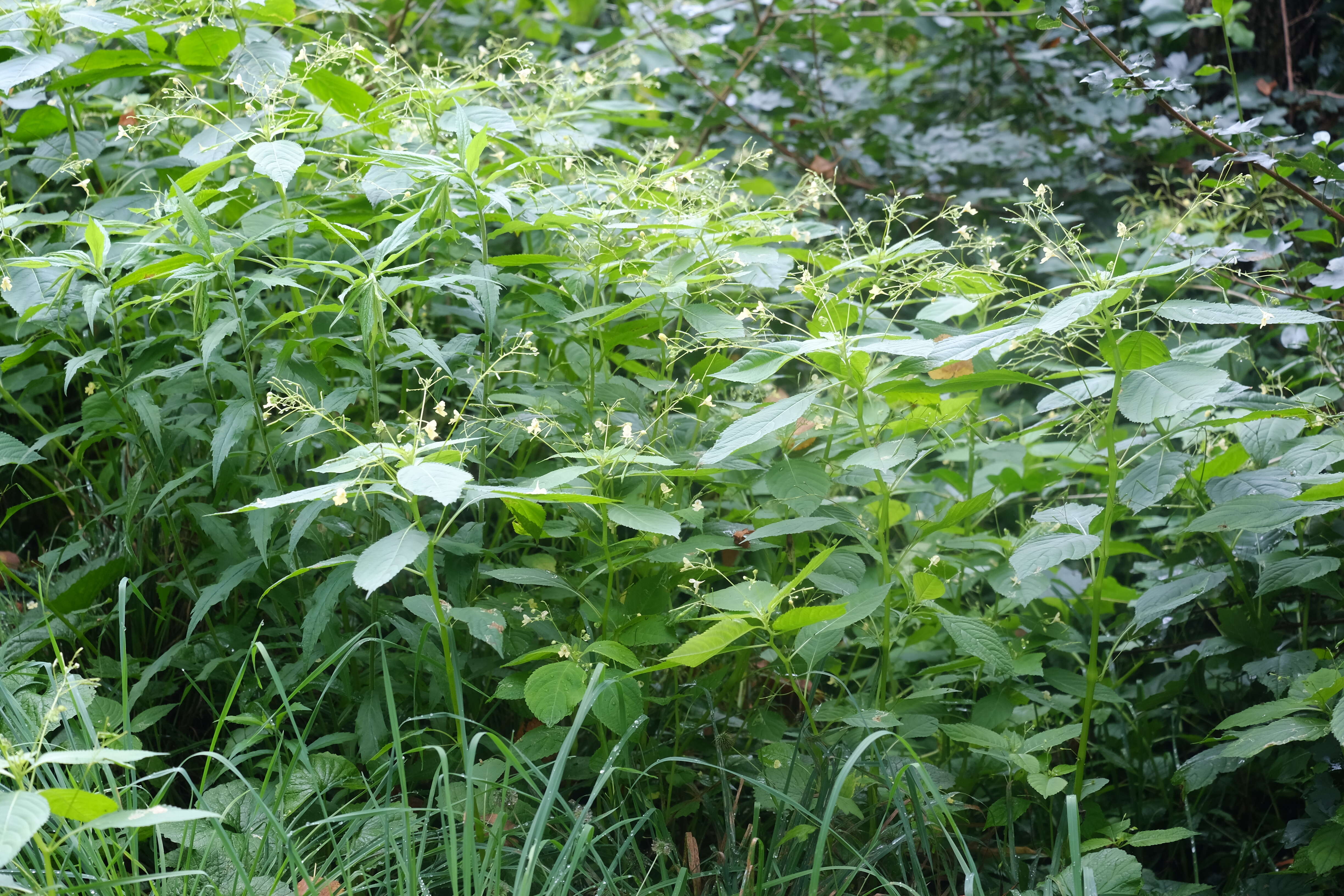 Image of small balsam