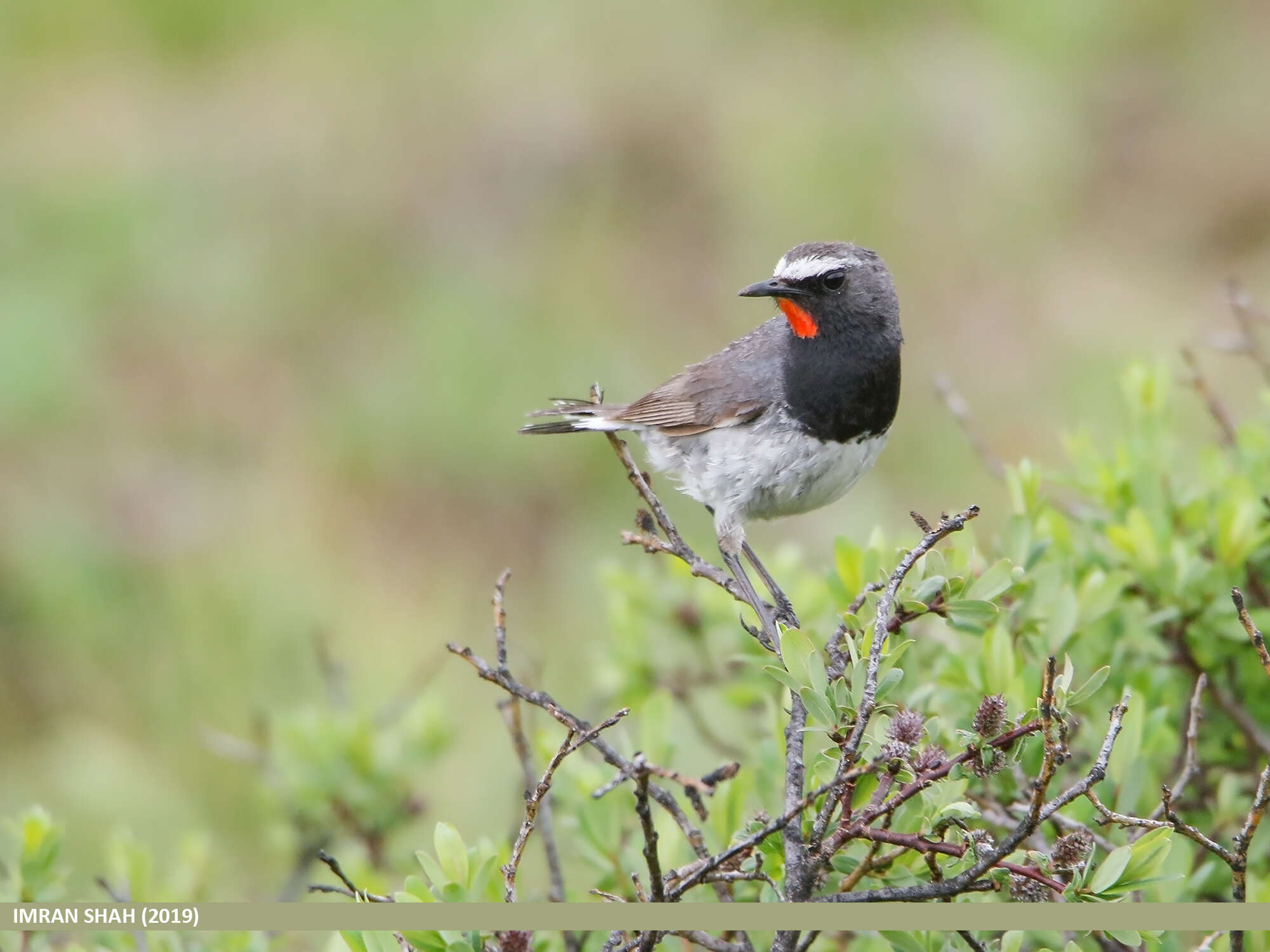 Image of Himalayan Rubythroat