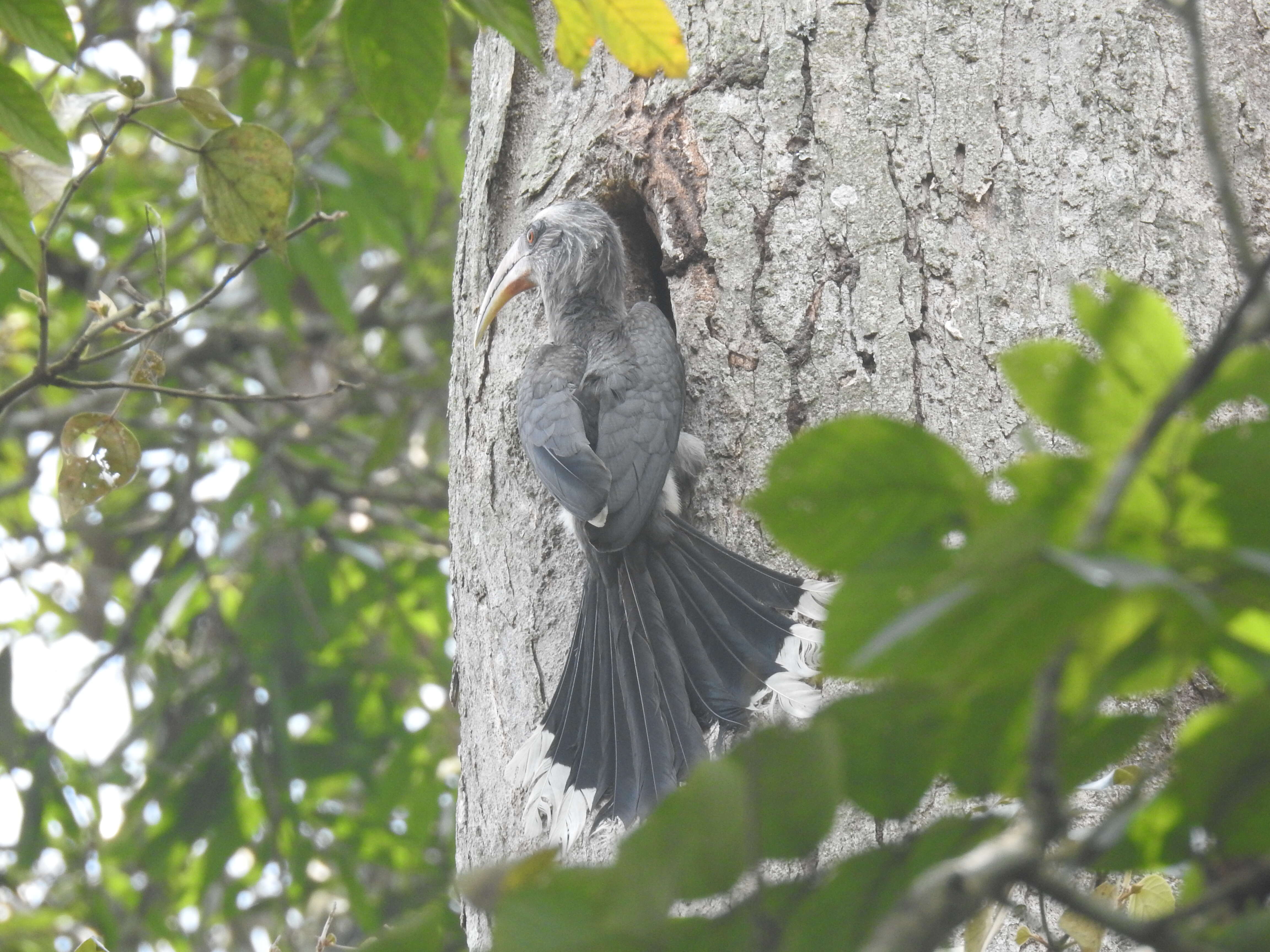 Image of Malabar Grey Hornbill