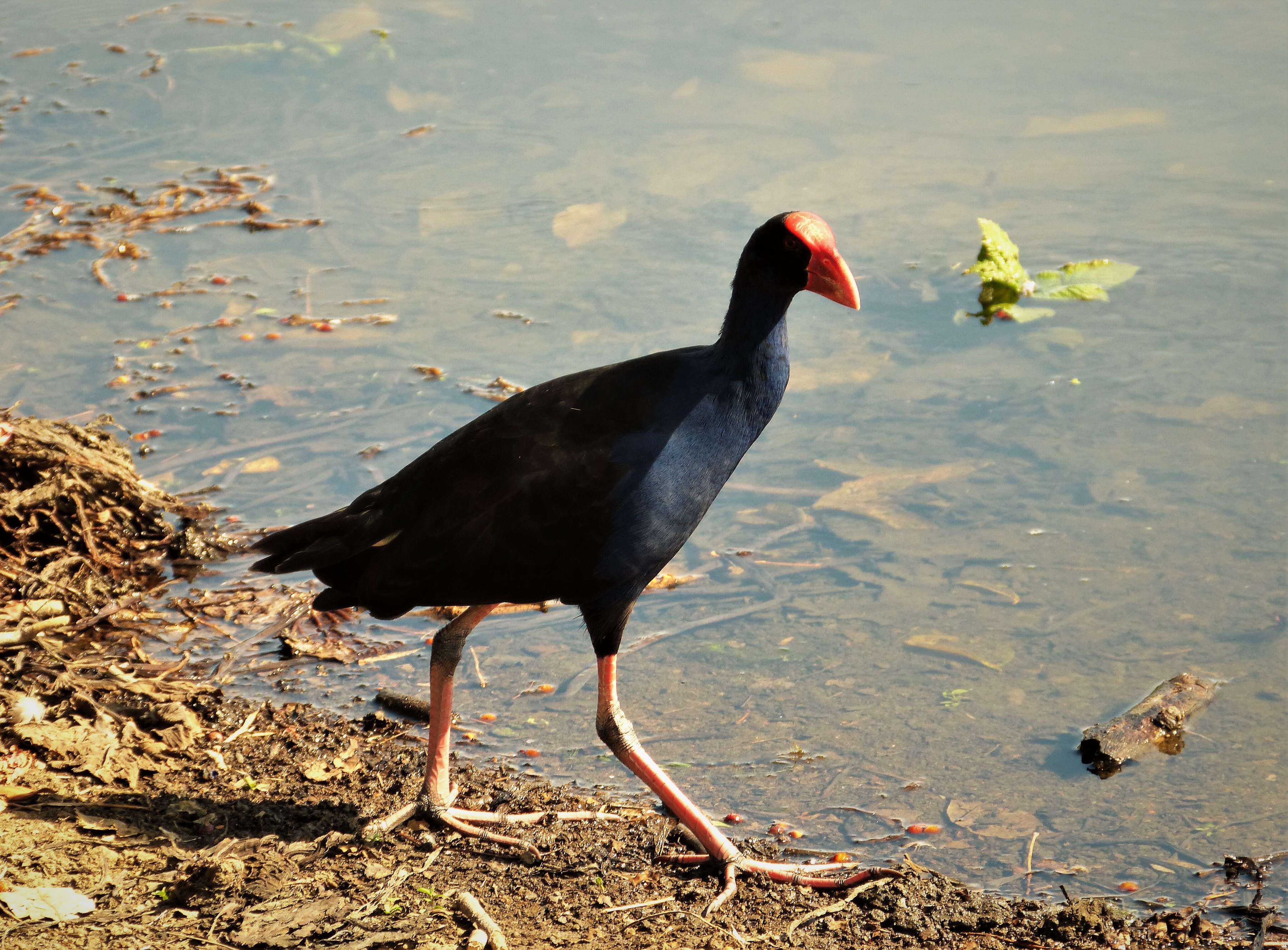 Image of Australasian Swamphen