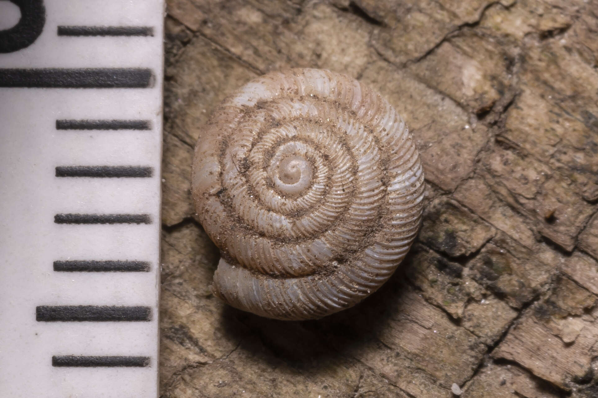 Image of rounded snail