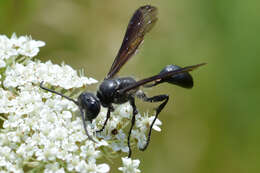 Image of Mud dauber