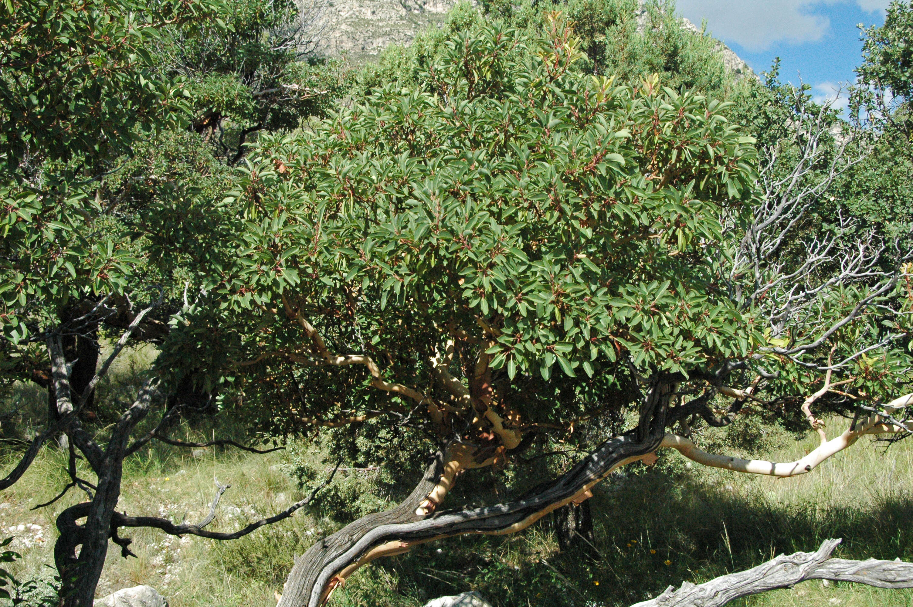 Arbutus xalapensis Kunth resmi