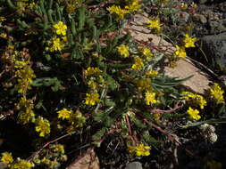 Image de Ivesia lycopodioides Gray