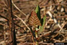 Image of Japanese Knotweed