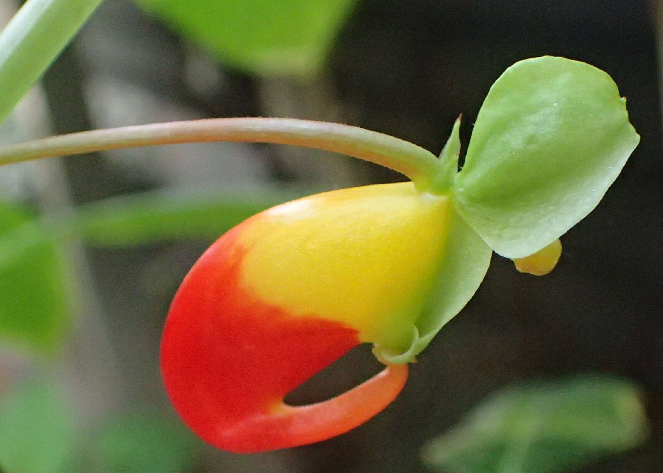 Image of Impatiens niamniamensis Gilg