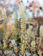 Image of Orostachys japonica A. Berger