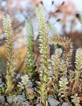 Image of Orostachys japonica A. Berger