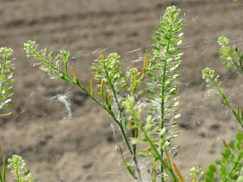 Image of Virginia pepperweed