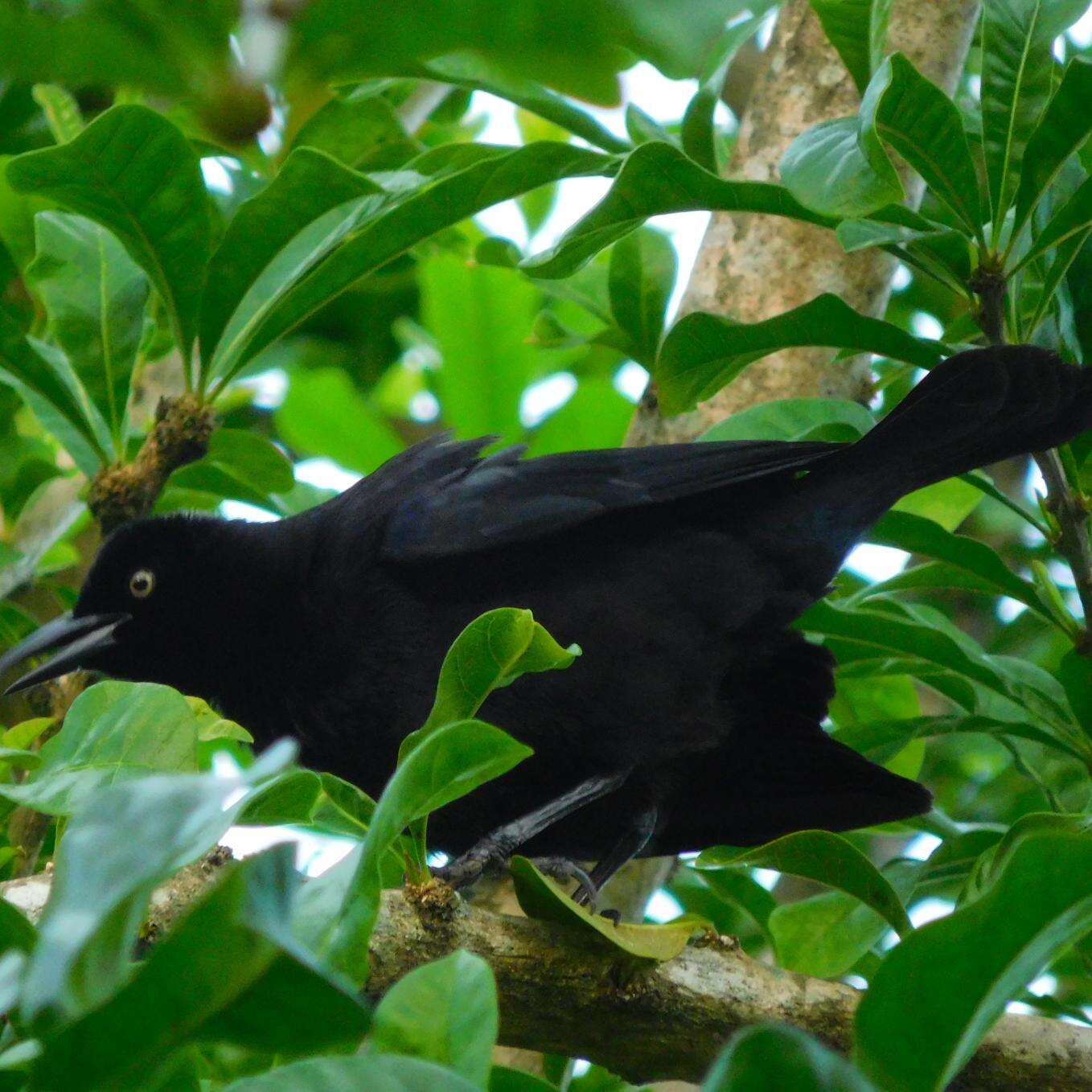 Image of Carib Grackle