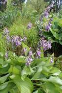 Image of Hosta sieboldii (Paxton) J. W. Ingram