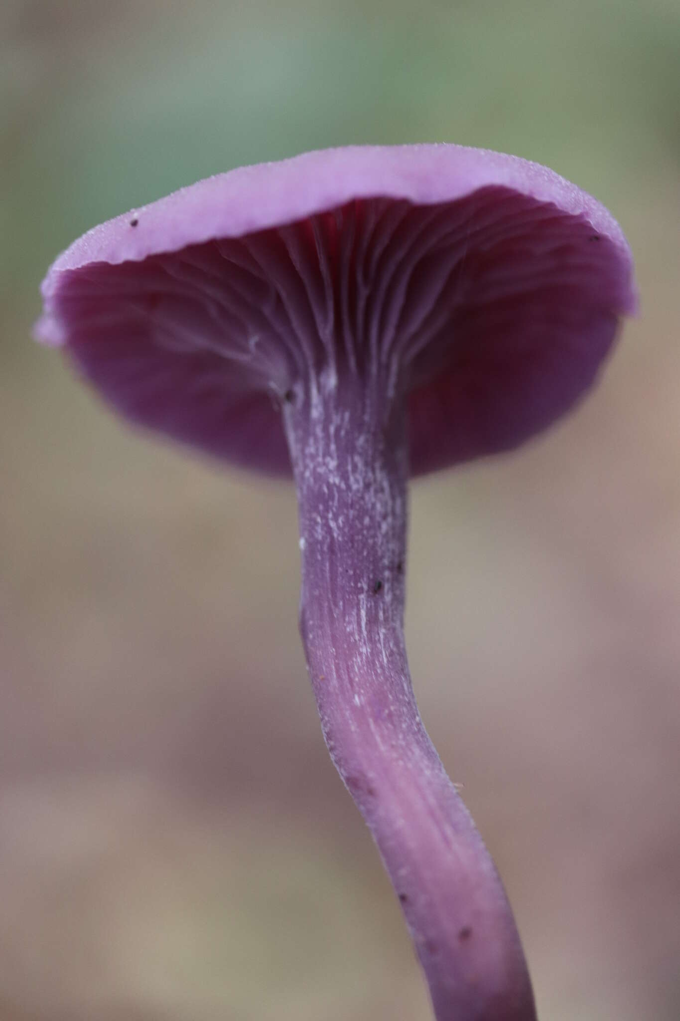 Image of Laccaria amethystina Cooke 1884