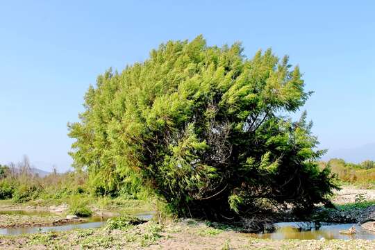 Salix humboldtiana Willd.的圖片