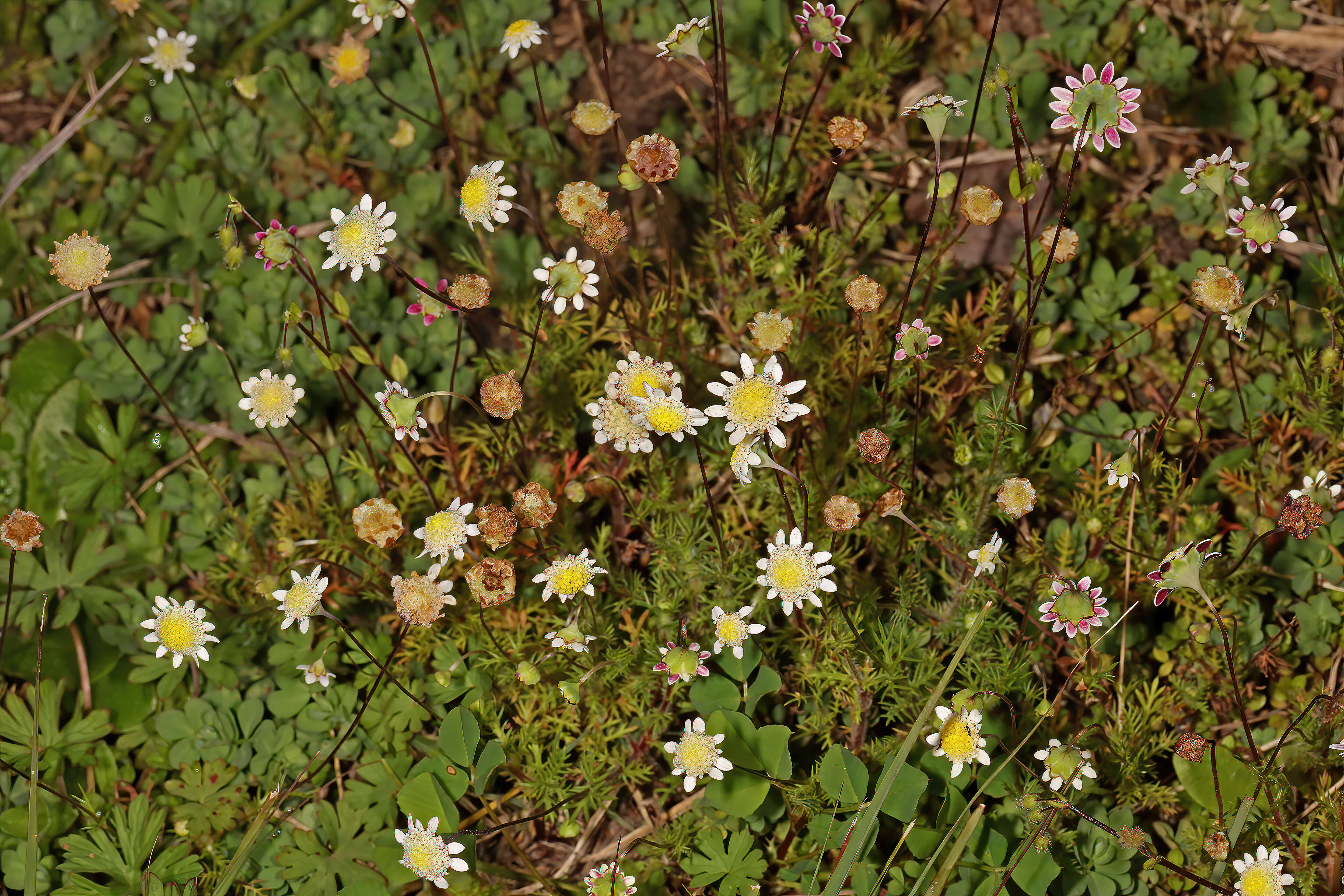 Image of Goose daisy