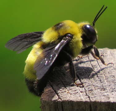 Image of Black and Gold Bumble bee