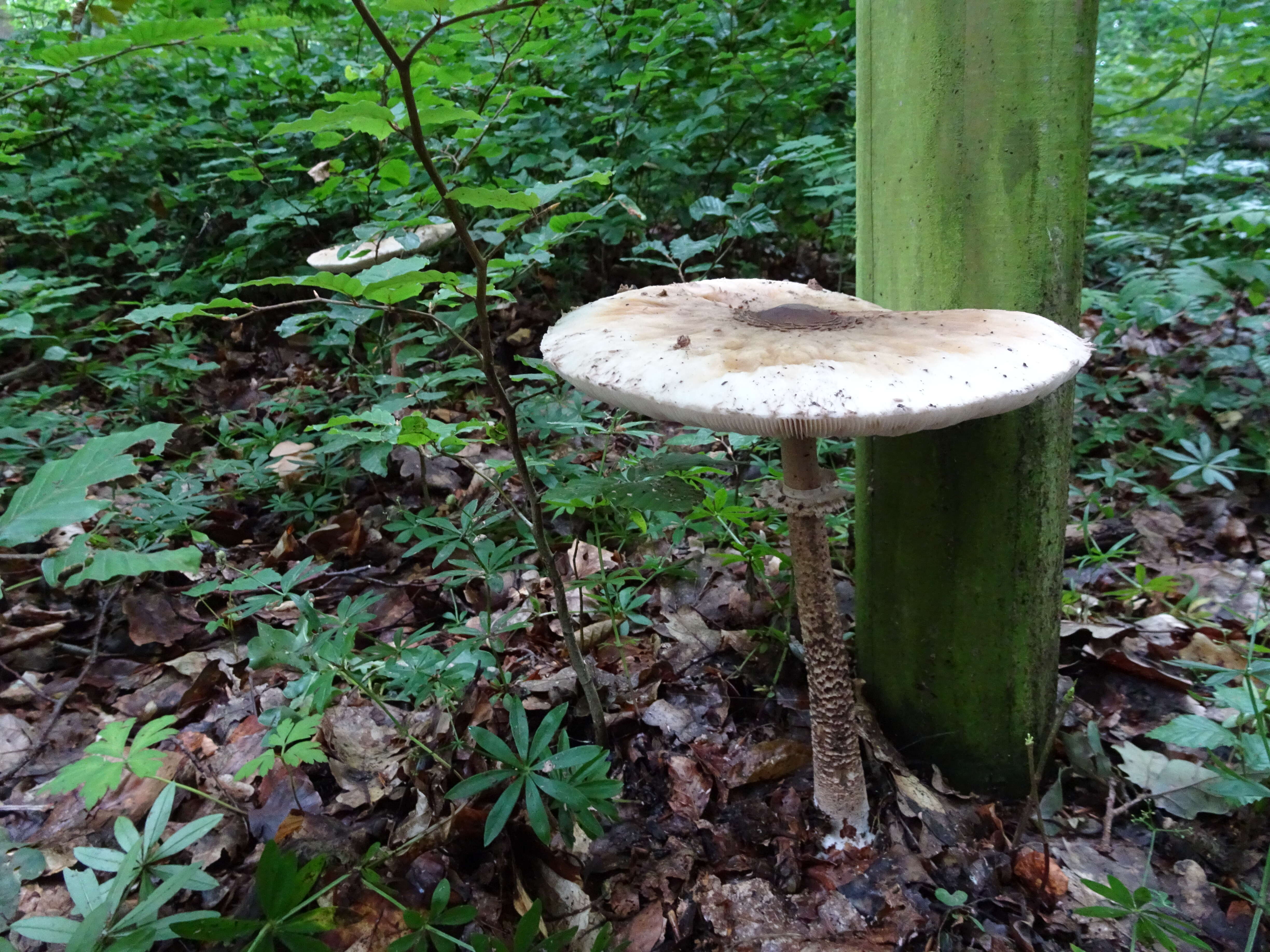 Image of Macrolepiota procera (Scop.) Singer 1948