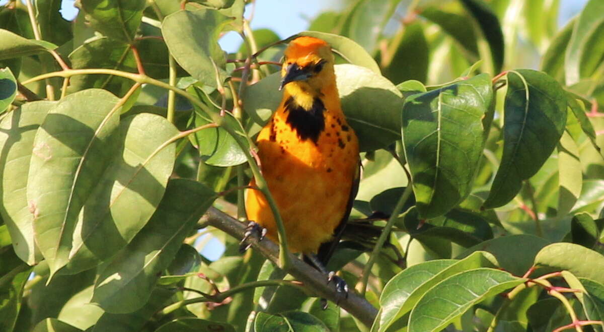 Image of Spot-breasted Oriole