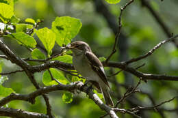 Image of Willow Warbler