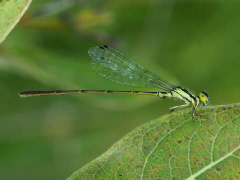 Image de Agrion Posé