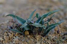 Imagem de Ornithoglossum vulgare B. Nord.