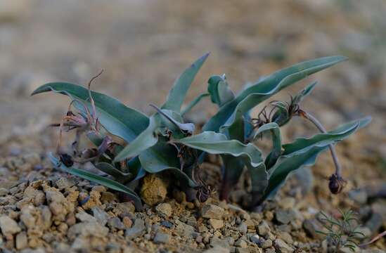 Image of Bird's tongue